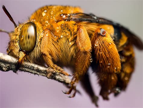 teddy bear bee california|can teddy bear bees sting.